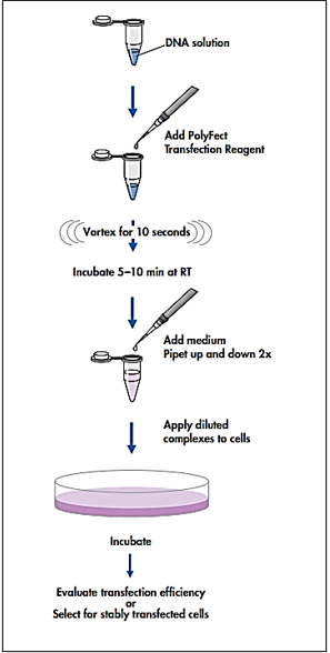 Figure 1 Transfection Procedures for PolyFect Transfection Reagent