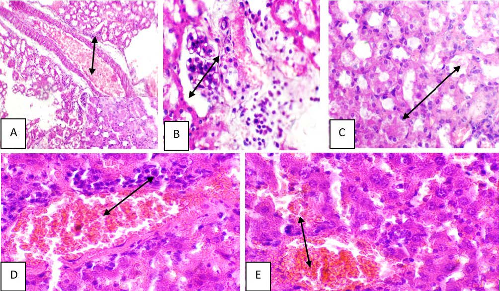 Toxopathological and Biochemical Impacts of Albino Mice Treated with Lanxess